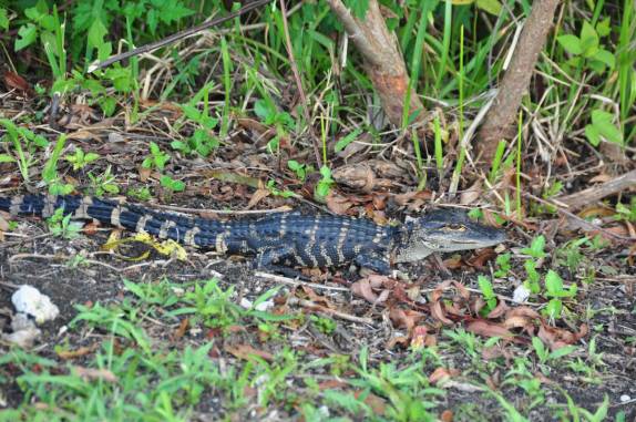 Filhote de jacaré caminha tranquilamente no Parque Nacional Everglades, no sul da Flórida, nos Estados Unidos